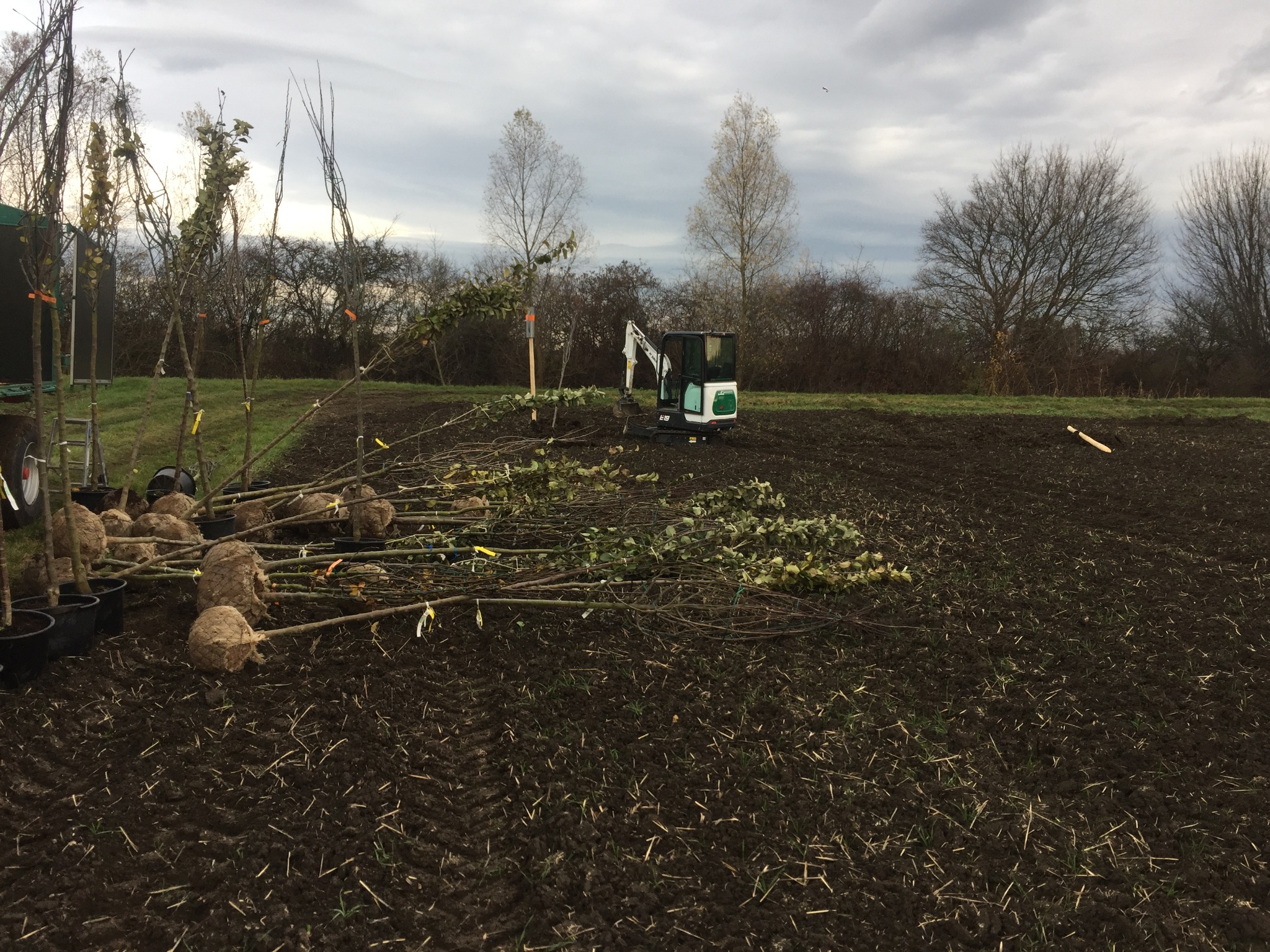 Streuobstwiese anlegen 01-2026