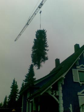 Fällung in Biblis mit Kran