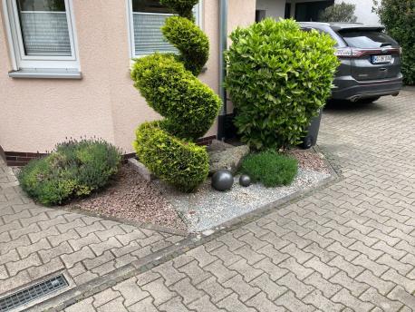 Gehölzschnittarbeiten Formschnitt