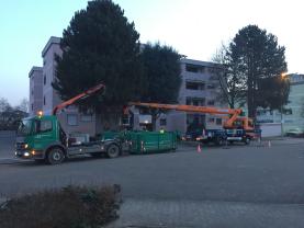 Rodung mehrerer Bäume in Lampertheim